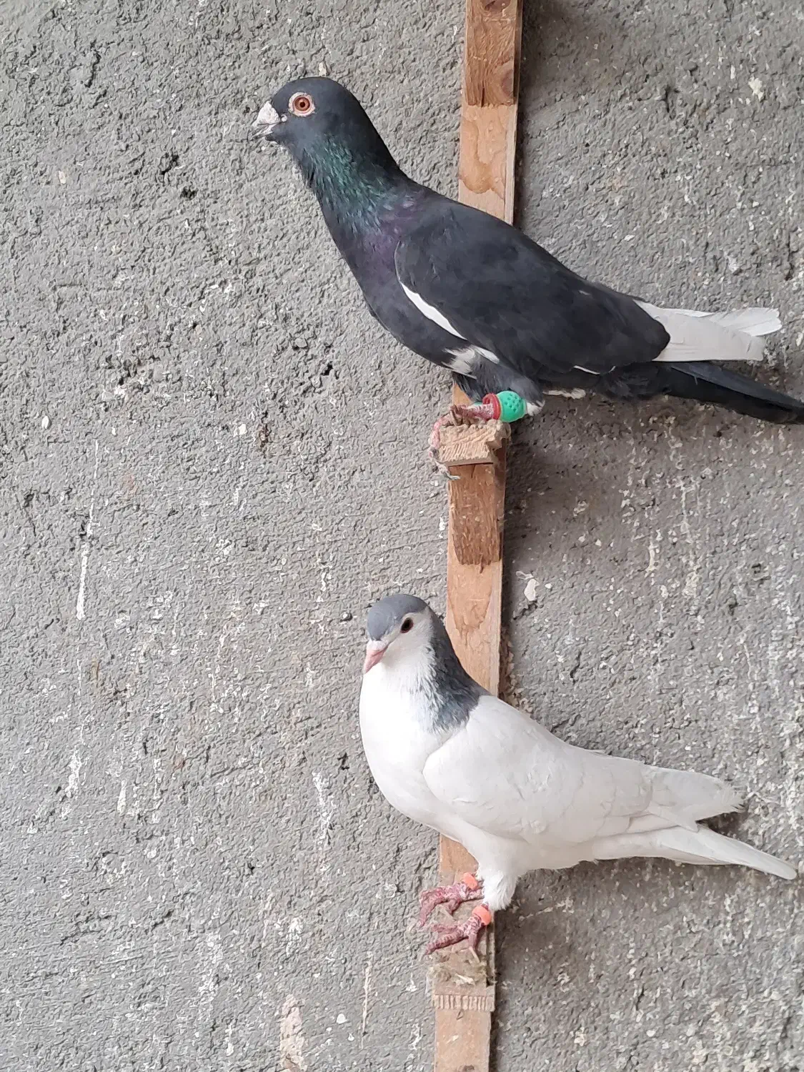 کبوتر رنگی خال آبی قره مینا|پرنده|مشهد, چهاربرج|دیوار