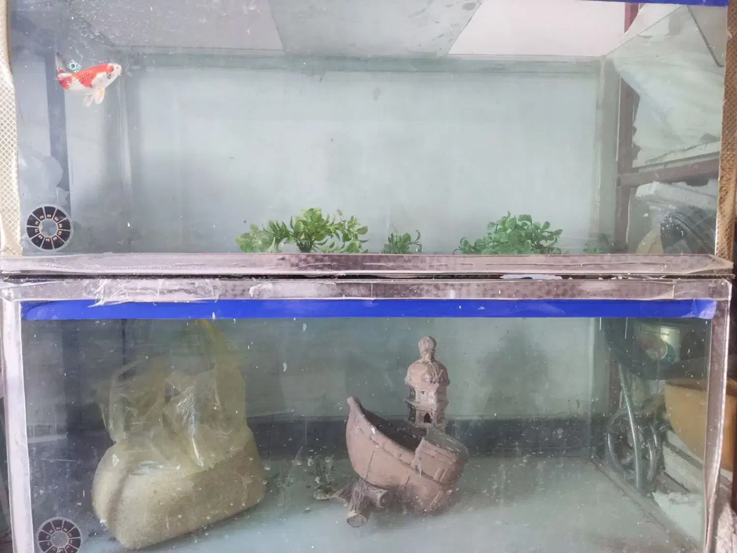 آکواریوم|ماهی|همدان, |دیوار