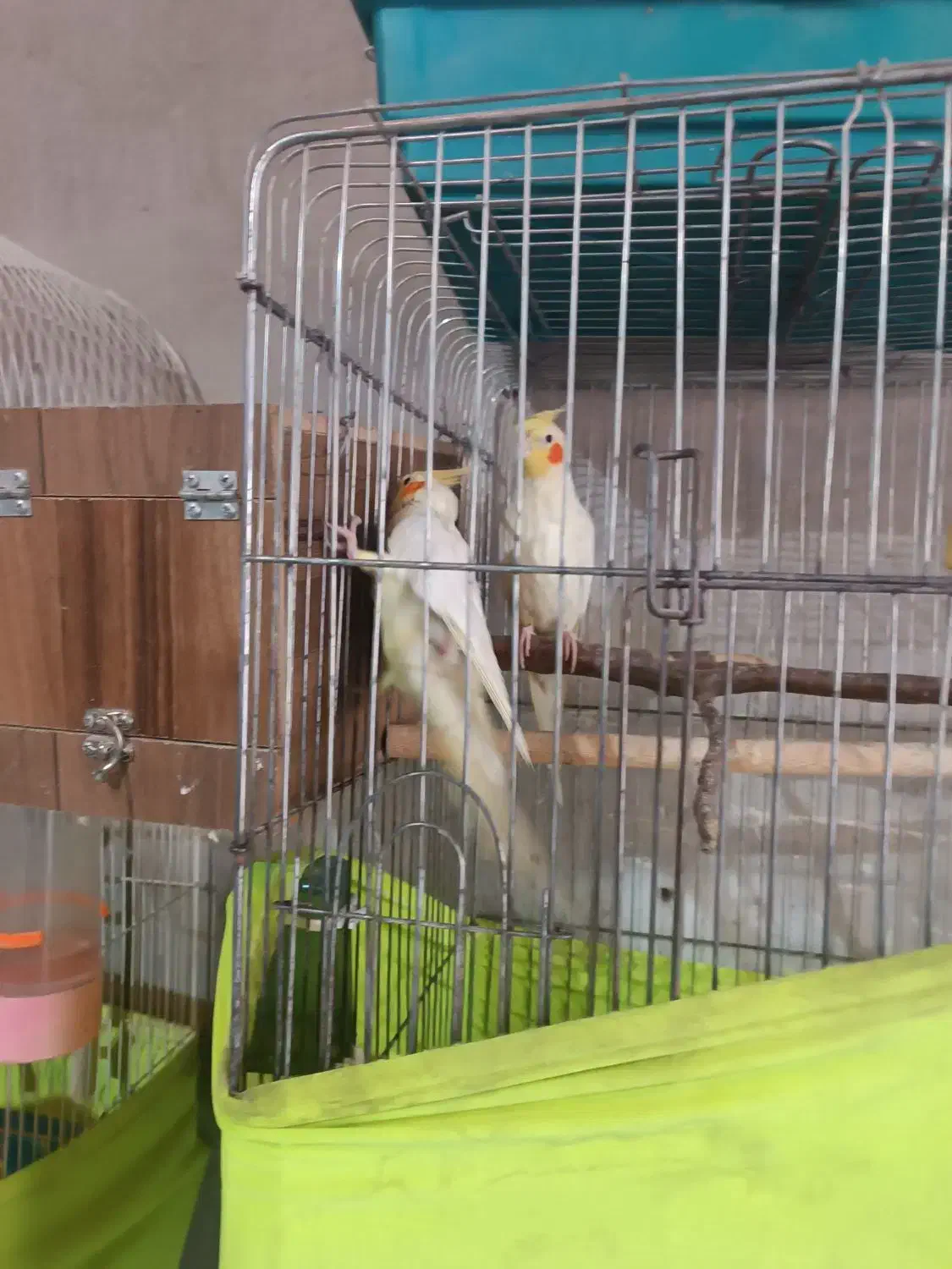 عروس هلندی|پرنده|وحیدیه, |دیوار