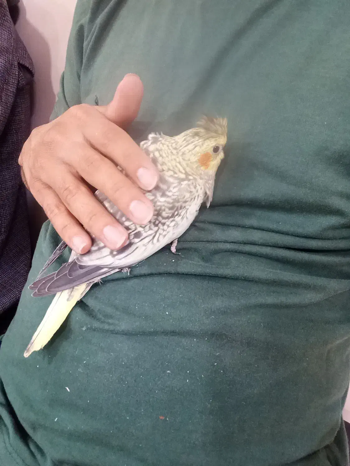 جوجه عروس هلندی|پرنده|تهران, خاک سفید|دیوار