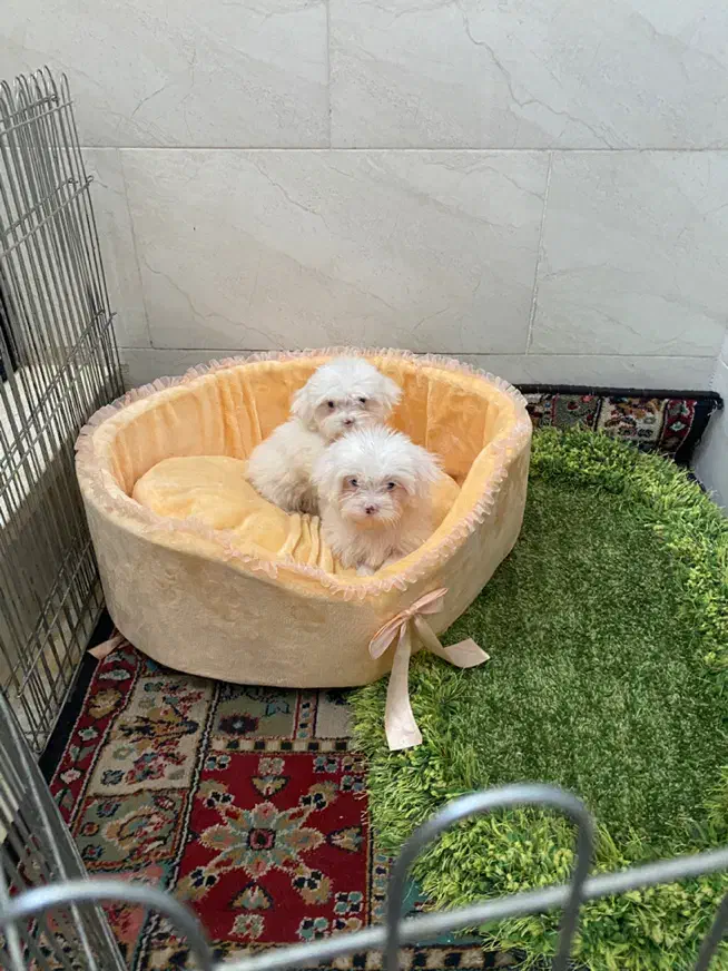 شیتزو سفید چشم آبی|سگ|سیرجان, |دیوار