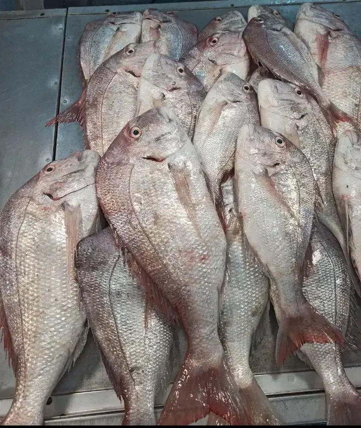 ماهی میگو دریایی|ماهی|تهران, تهرانپارس جنوبی|دیوار