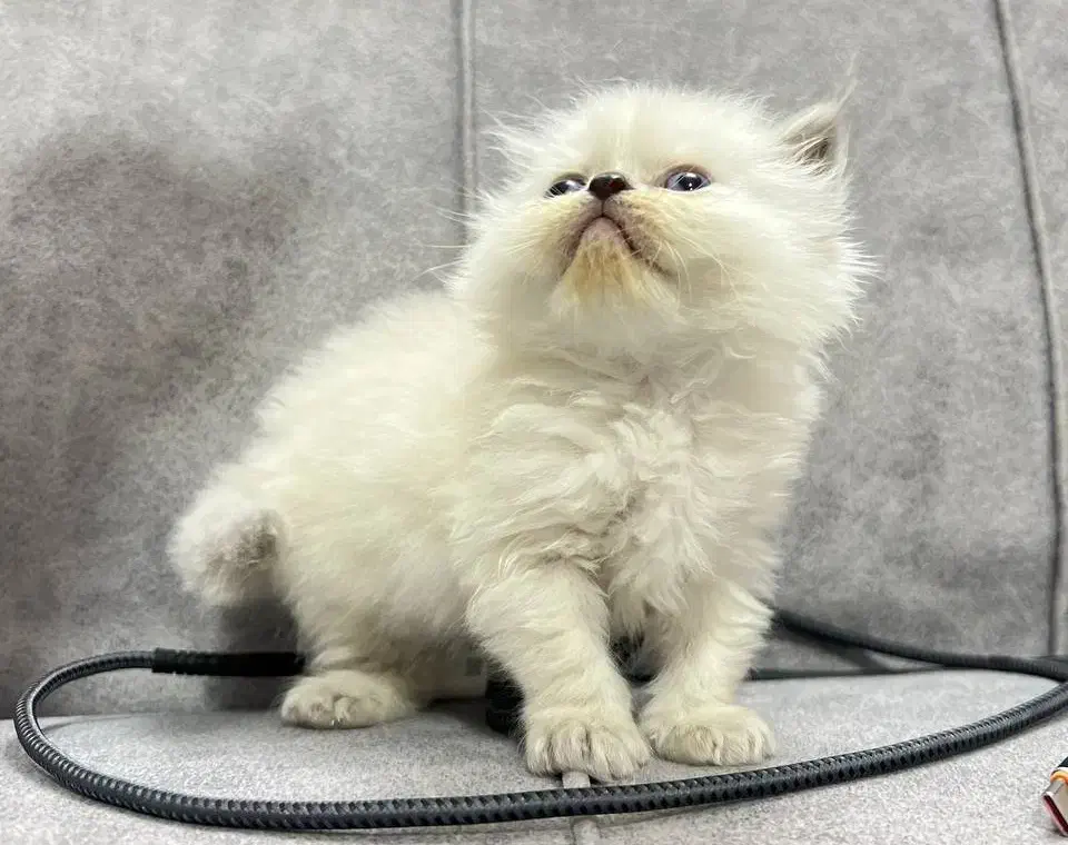 Pet|گربه|بجنورد, |دیوار