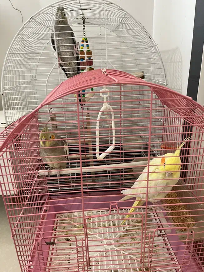 عروس هلندی|پرنده|تهران, سعیدآباد|دیوار