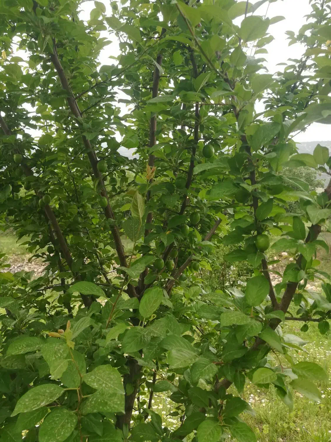 فروش زمین کشاورزی(باغ)|فروش دفتر صنعتی، کشاورزی، تجاری|ایوان, |دیوار