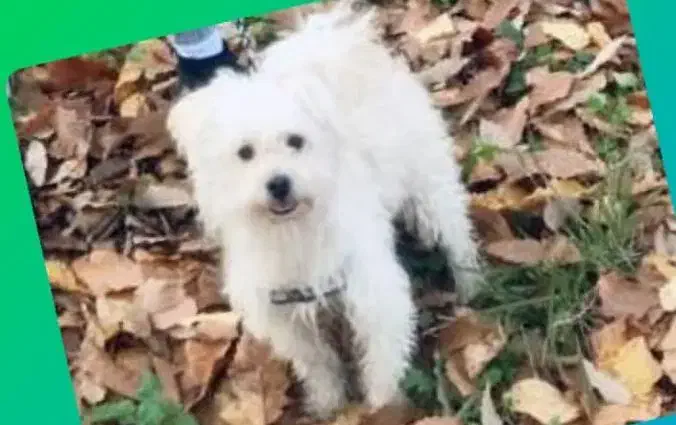 سگ گمشده|حیوانات|گرگان, |دیوار