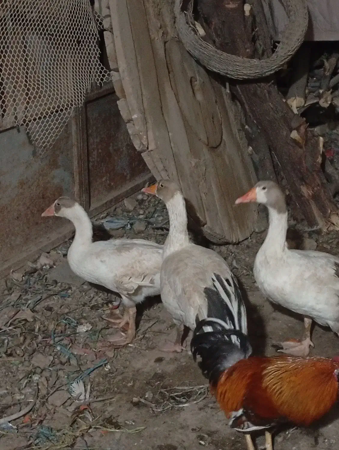 غاز|حیوانات مزرعه|اهواز, چنیبه پایین|دیوار