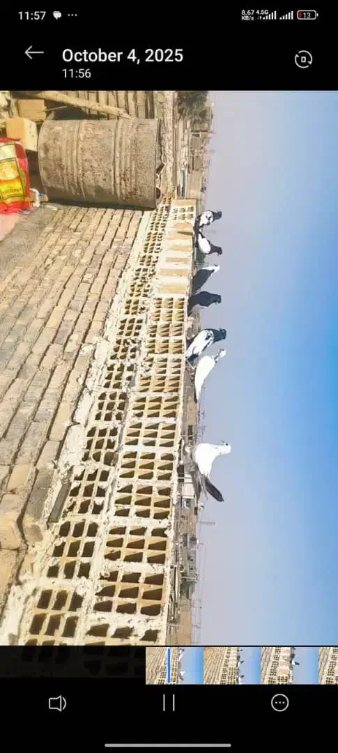 پرنده کبوتر رنگی|پرنده|کیانشهر, |دیوار
