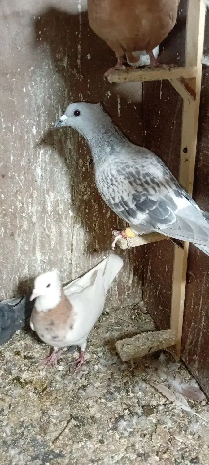 کبوتر|حیوانات|رفسنجان, |دیوار