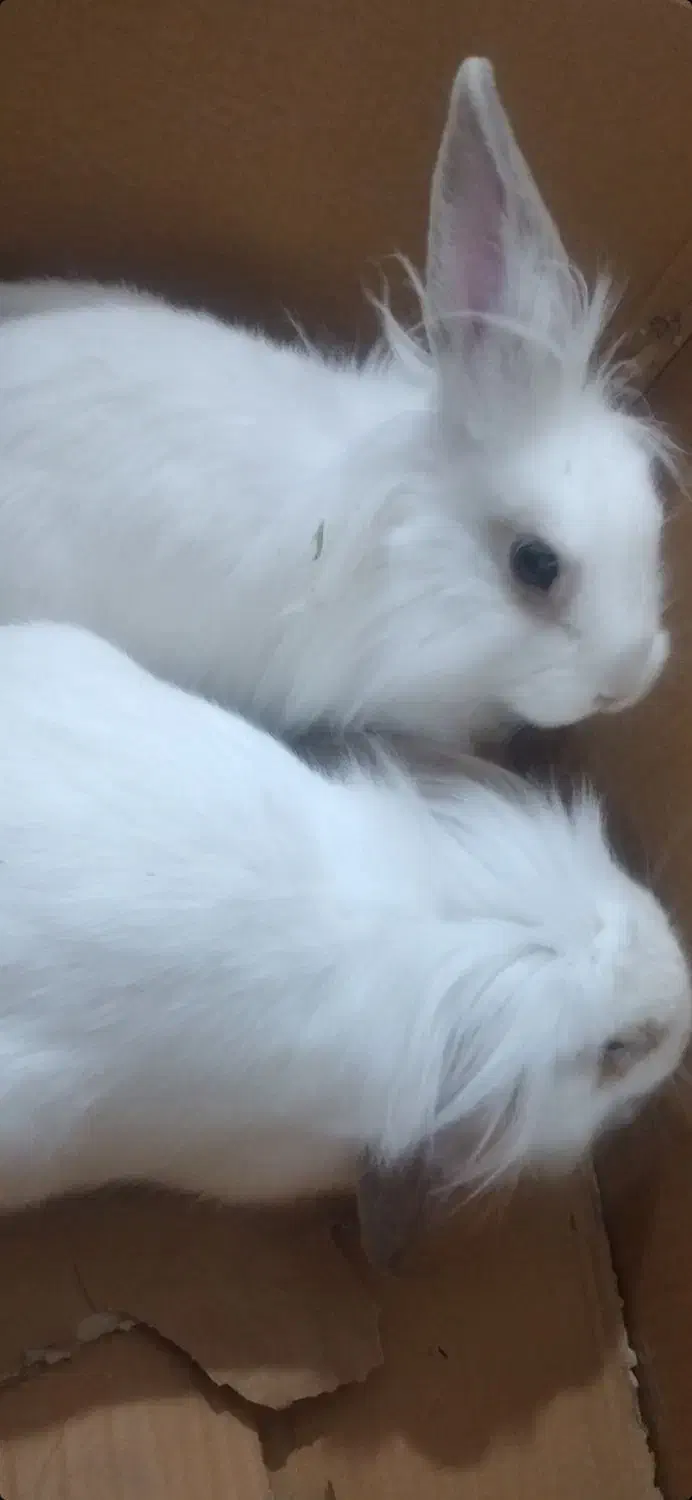 خرگوش های سفید و بازیگوش|موش و خرگوش|نهاوند, |دیوار