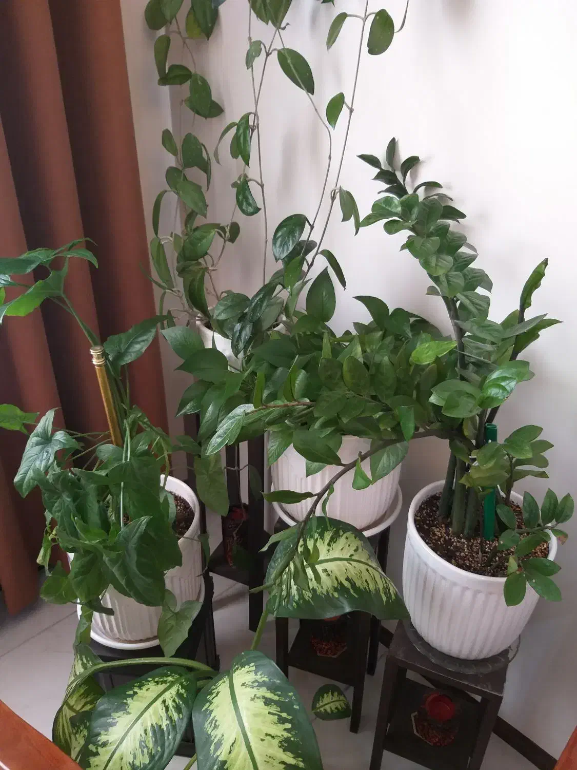 تعدادی گل طبیعی با گلدان|گل و گیاه طبیعی|پردیس, فاز ۱۱|دیوار