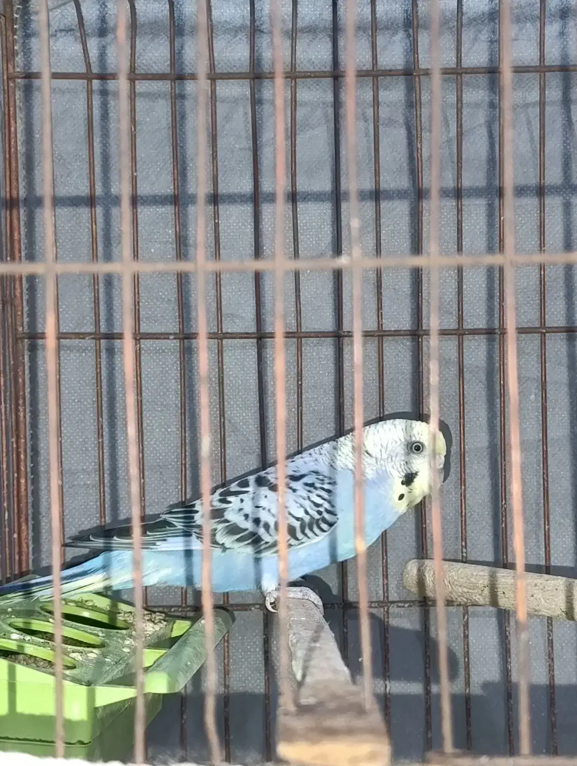 مرغ عشق|پرنده|فسا, |دیوار