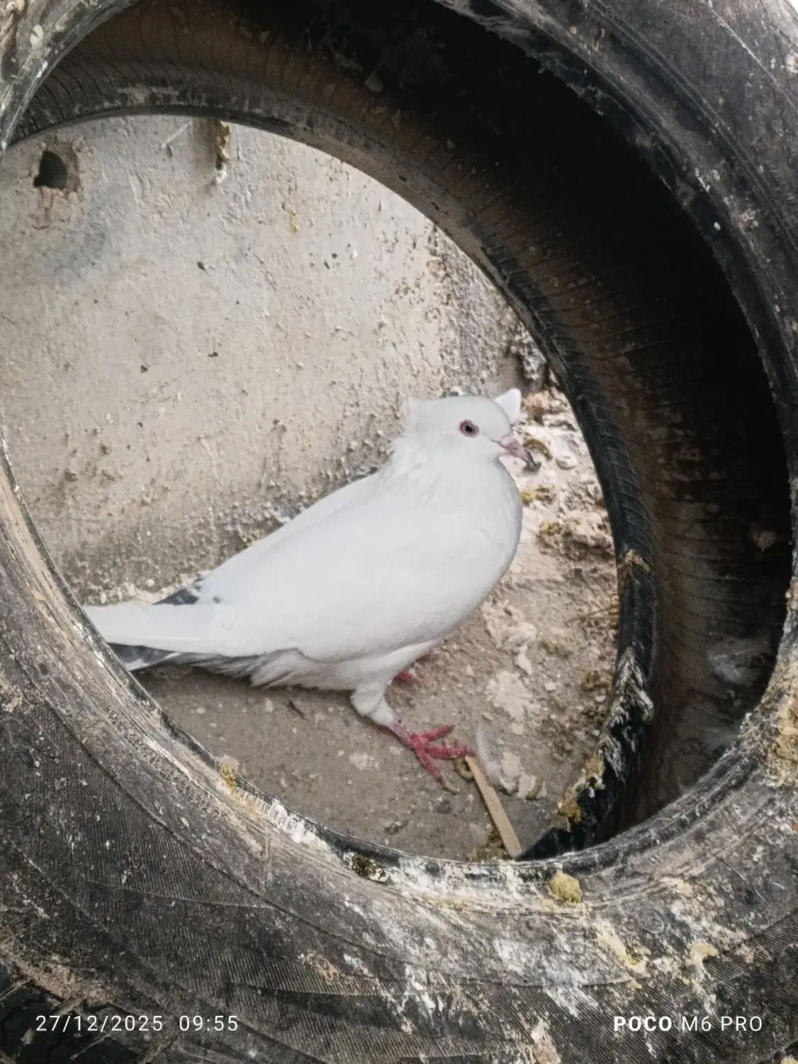 پرنده|پرنده|رامهرمز, |دیوار