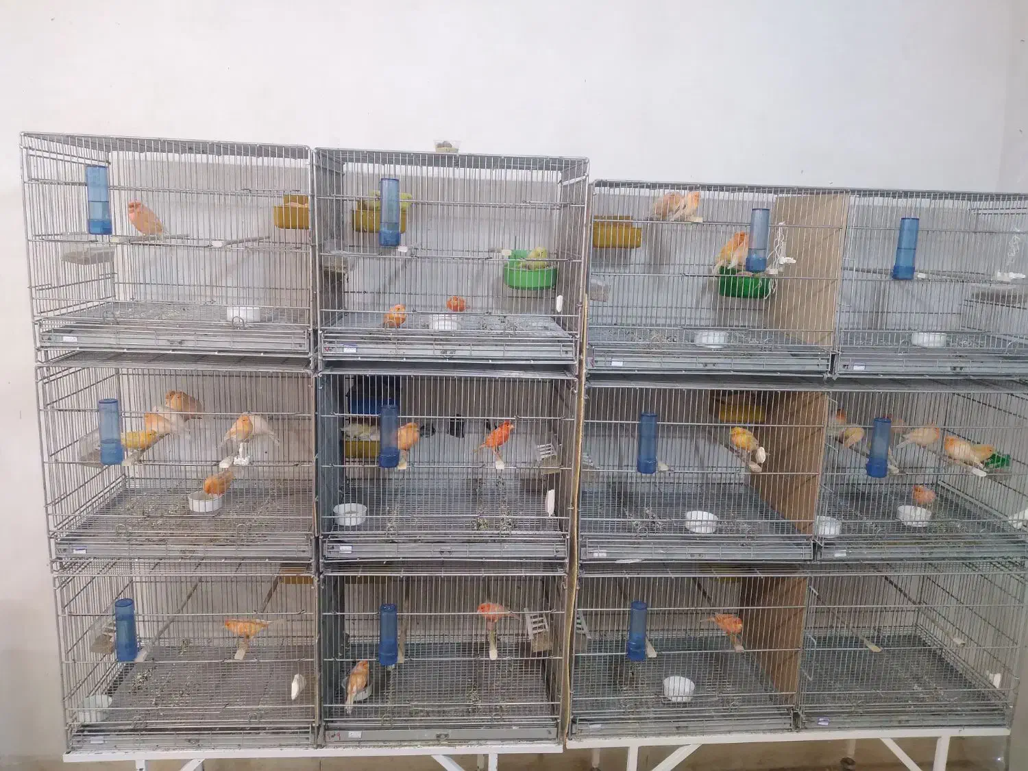 قناری|پرنده|یزد, |دیوار