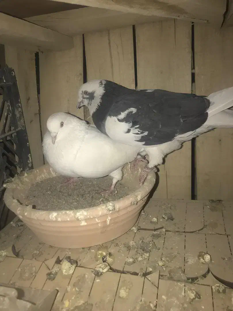 فرو|پرنده|معصومیه, |دیوار