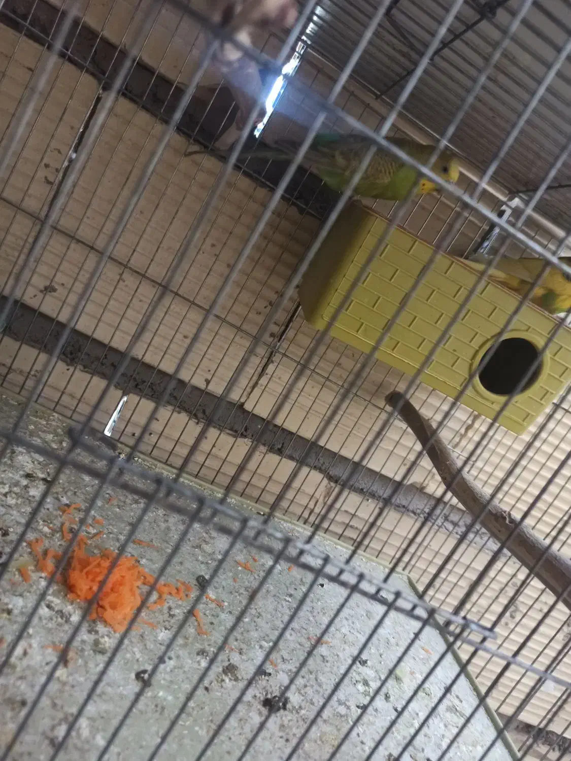 فروش جفت با تخم مرغ عشق نر دورگ انگلیسی درشت|پرنده|سیرجان, |دیوار