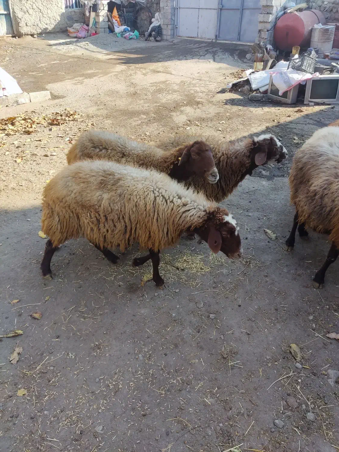 گوسفند|حیوانات مزرعه|ارشق, |دیوار