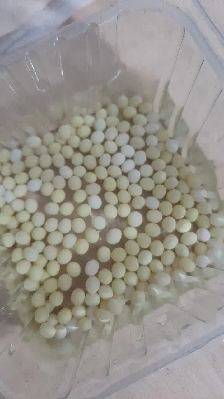 خاویار حلزون|خزنده|تهران, سبلان (لشگر)|دیوار