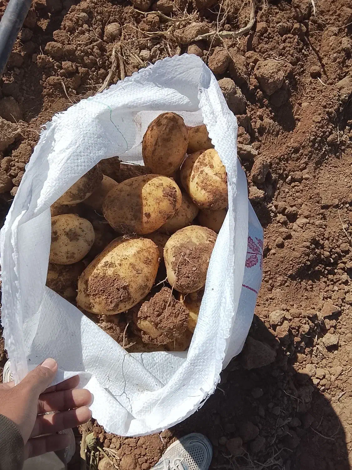 سیب زمینی|خوردنی و آشامیدنی|دهگلان, |دیوار