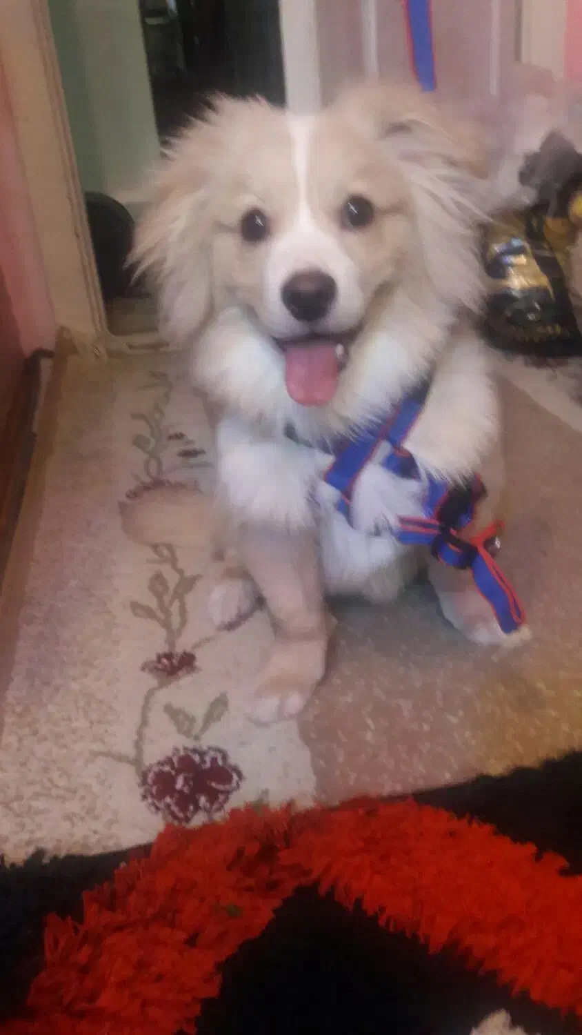 سگ نرباهوش اشپیتز|سگ|پرند, فاز ۵|دیوار