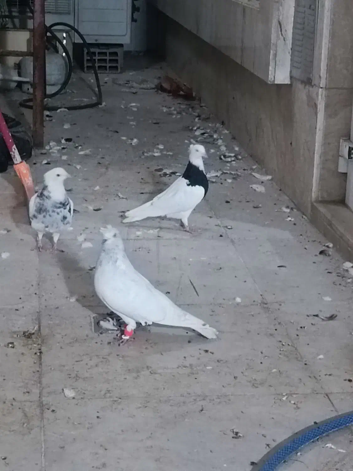 کبوتر|پرنده|دزفول, |دیوار