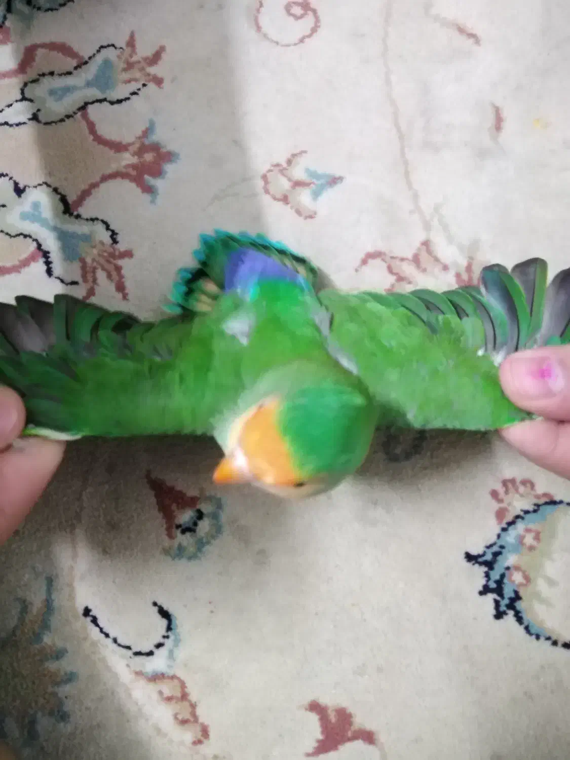 فروش طوطی|پرنده|بجنورد, |دیوار