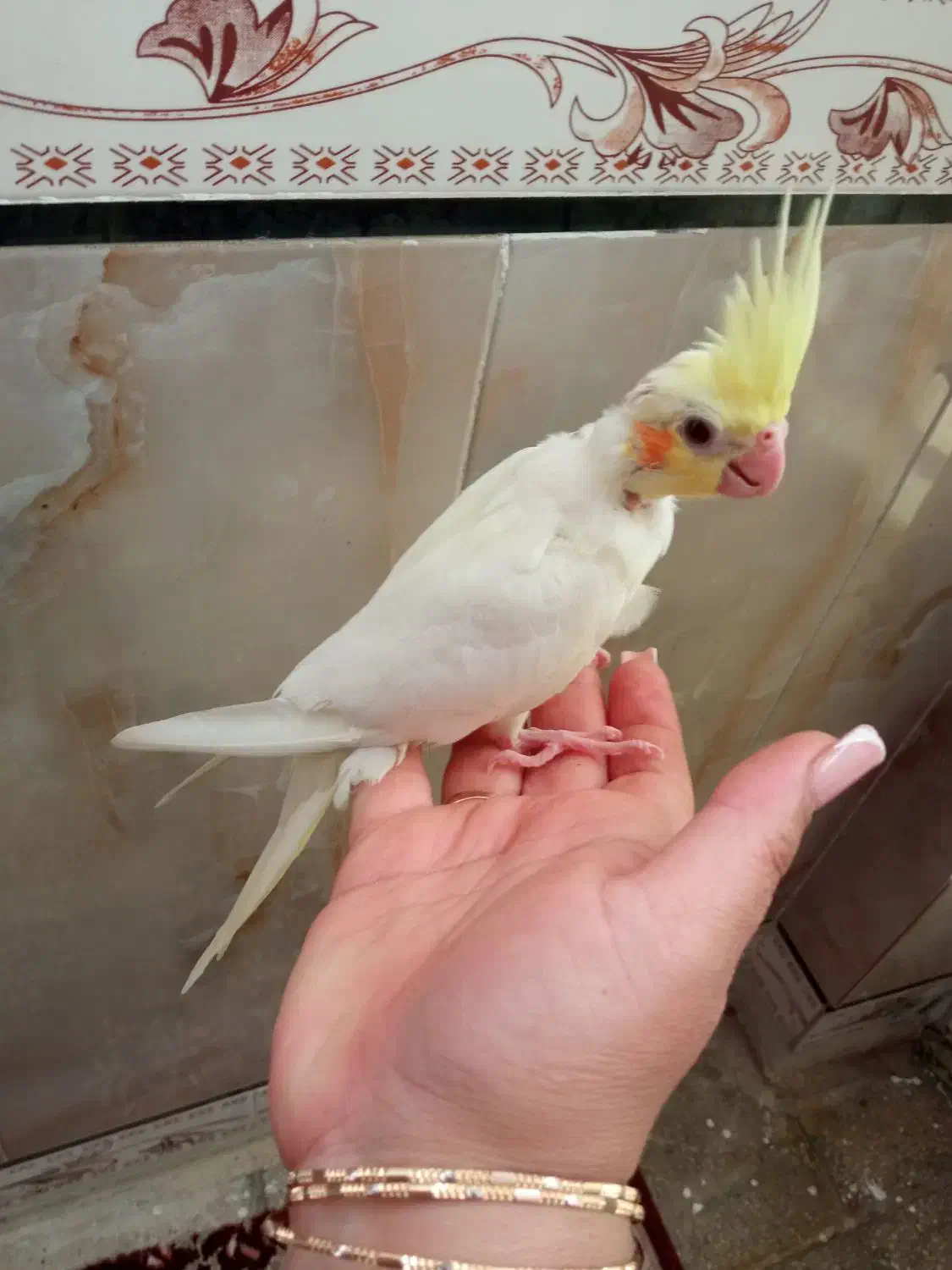 جفت جوجه دستی نر و ماده دونخور|پرنده|دهلران, |دیوار