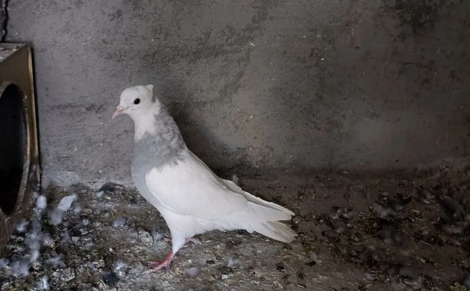 کفتر ماده طوقی یخی نسل درست کاکل میخ|پرنده|قائن, |دیوار