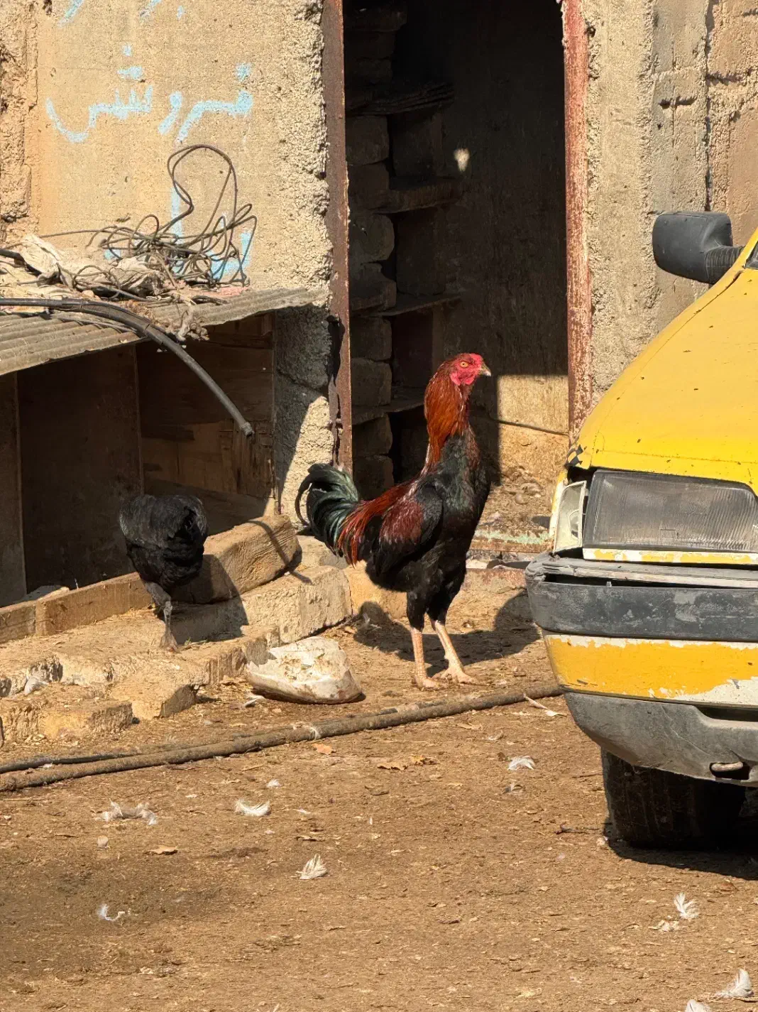 خروس دورگ لاری|حیوانات مزرعه|الوند, |دیوار