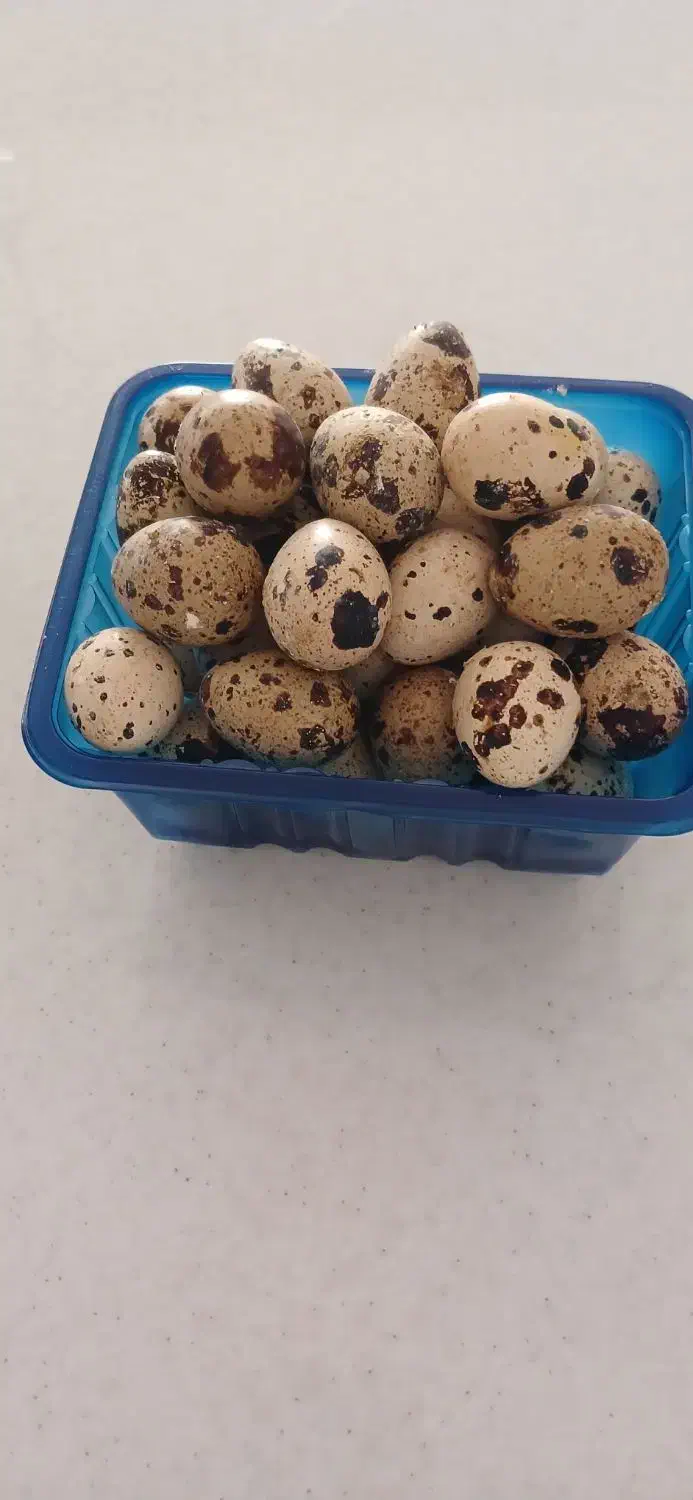 تخم مرغ بلدرچین|خوردنی و آشامیدنی|گرگان, |دیوار