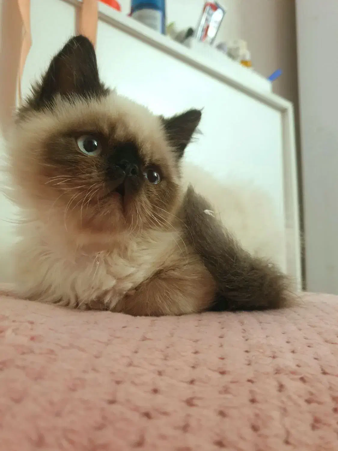 گربه پرشین سیامی|گربه|بندر کنگان, |دیوار