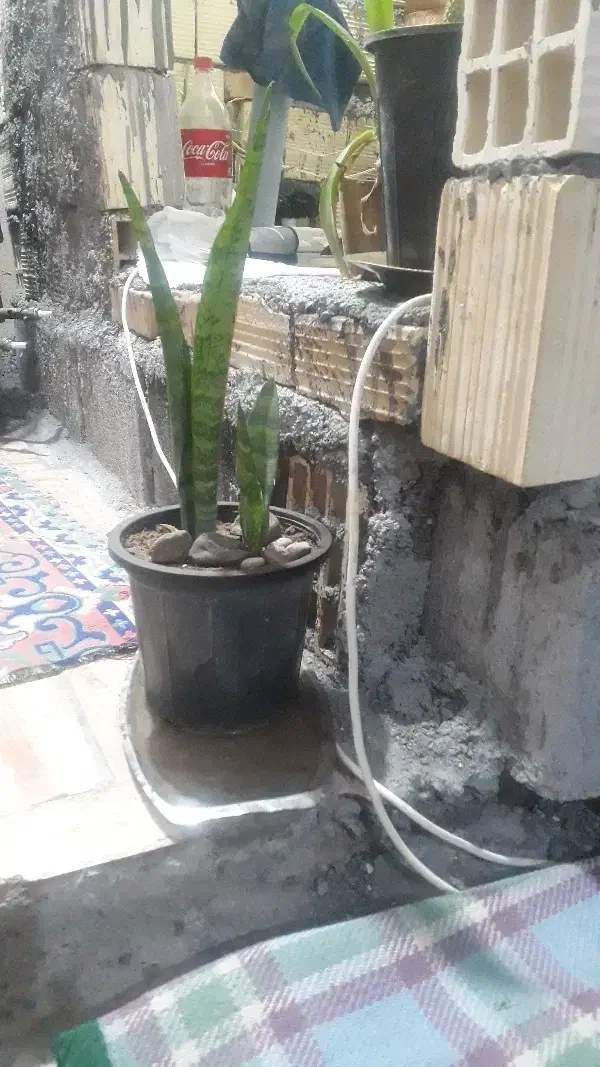 فروش گل وگلدان|گل و گیاه طبیعی|طبس, |دیوار