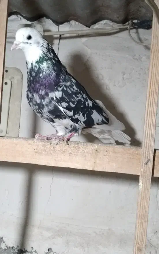 کفتر شازده سرور|پرنده|کرج, عظیمیه|دیوار