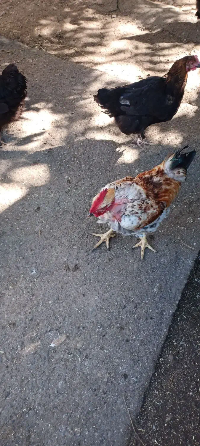 مرغ خروس فروشی|حیوانات مزرعه|اسالم, |دیوار