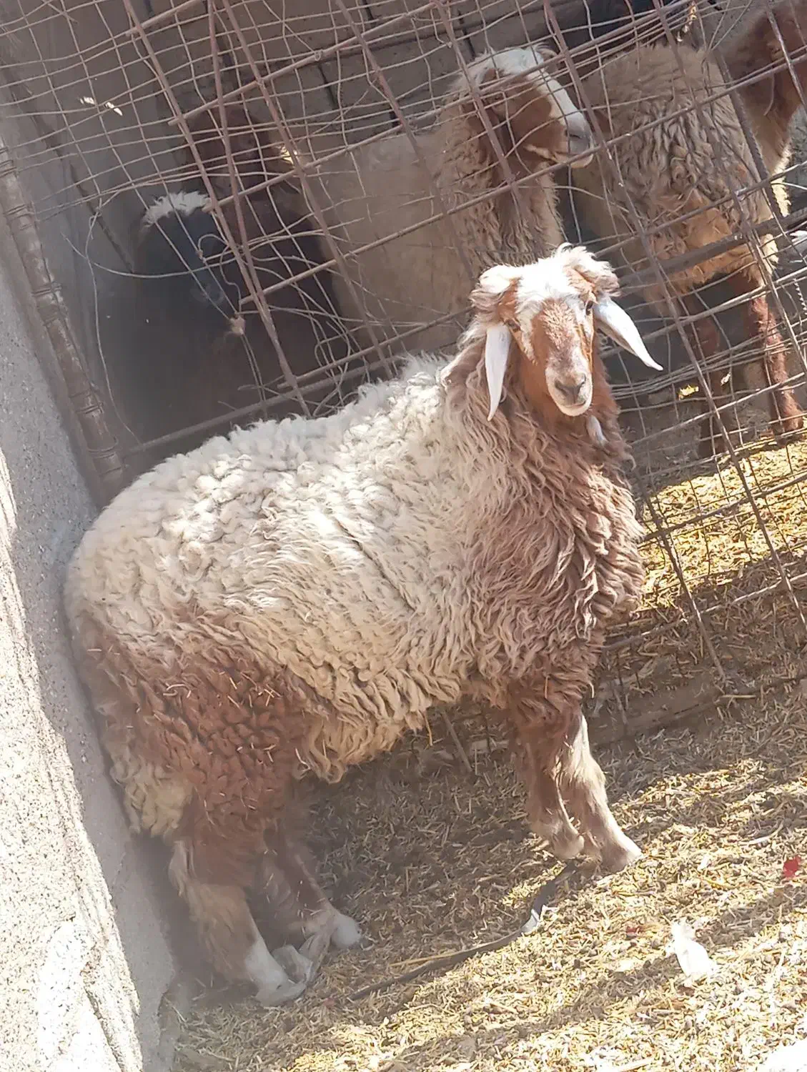 اهواز|حیوانات مزرعه|باوی, |دیوار