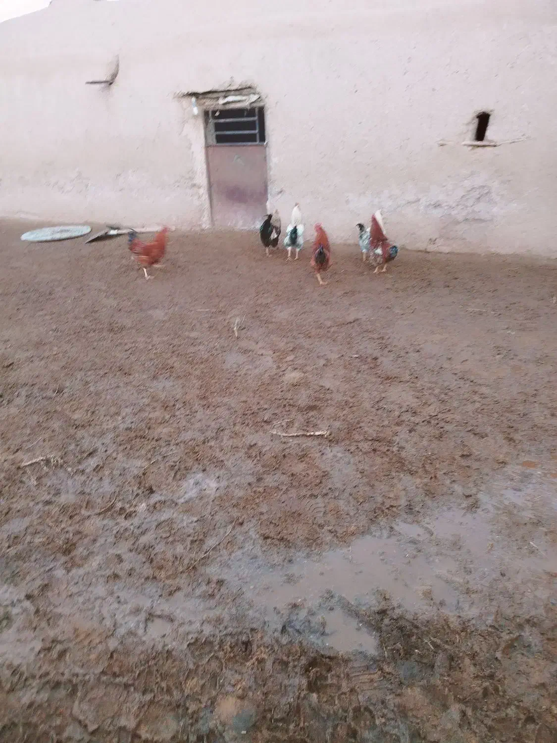 خروس|پرنده|تربت جام, جامرود|دیوار