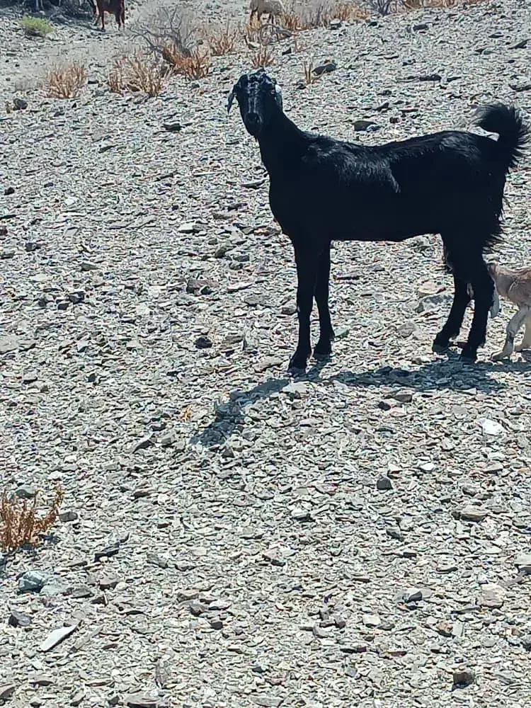 چندتا بز ومیش فروشی|حیوانات مزرعه|قصرقند, |دیوار