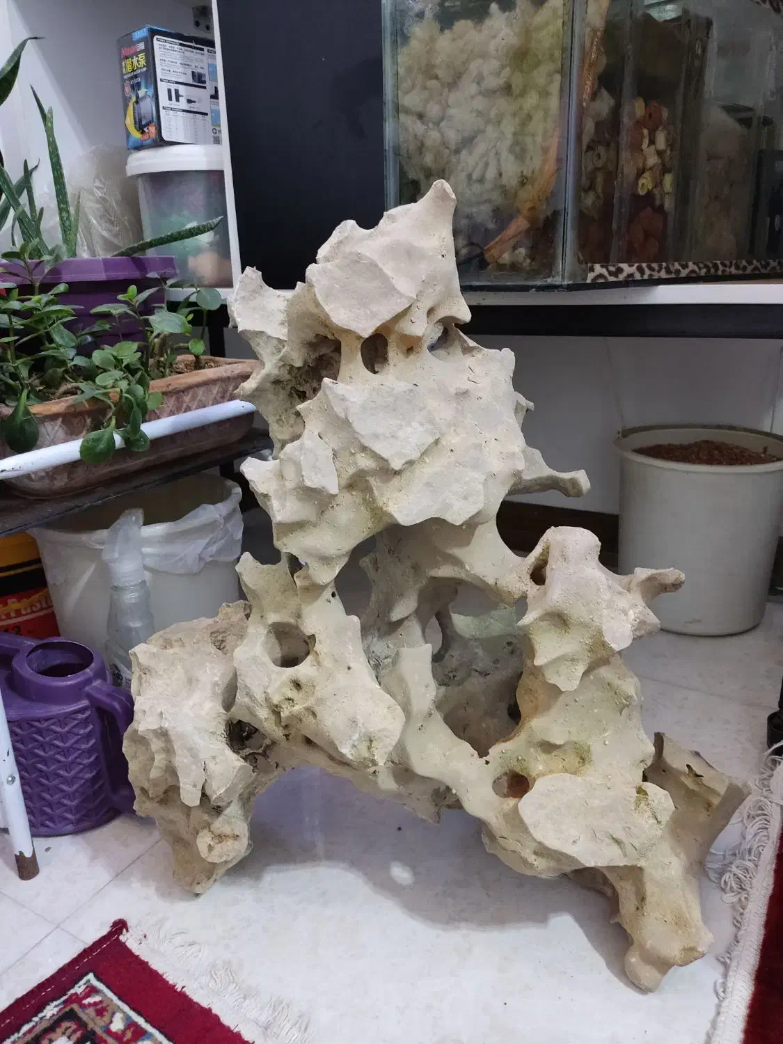 لوازم آکواریوم ماهی صخره طبیعی|ماهی|قزوین, |دیوار