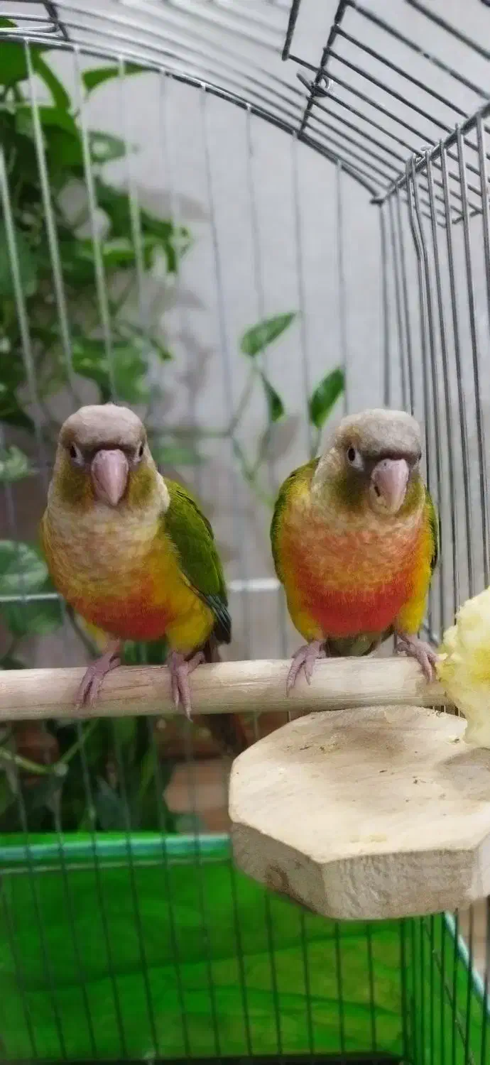 فروش گرینچیک دبل رد فکتور دستی و مولد|پرنده|قدس, شهرقدس|دیوار