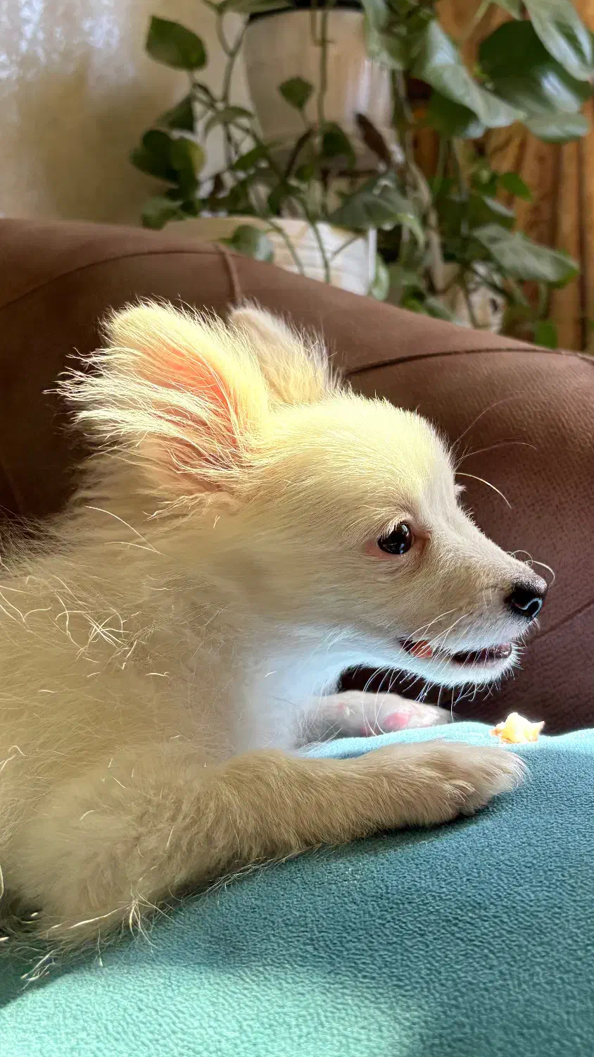 توله سگ پامرانین /پامر روباهی نر|سگ|ری, دیلمان|دیوار