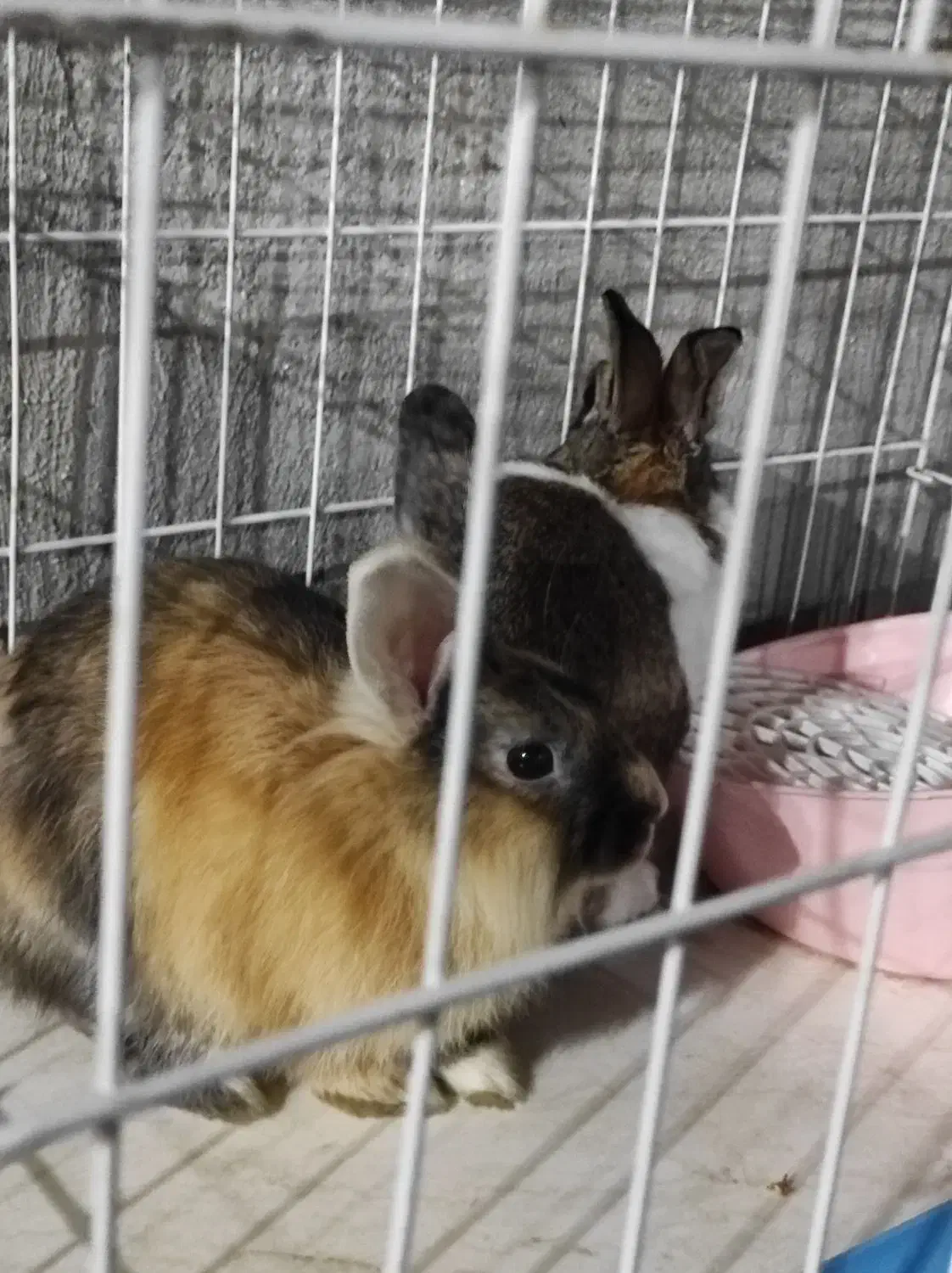 خرگوش|موش و خرگوش|دوگنبدان, |دیوار