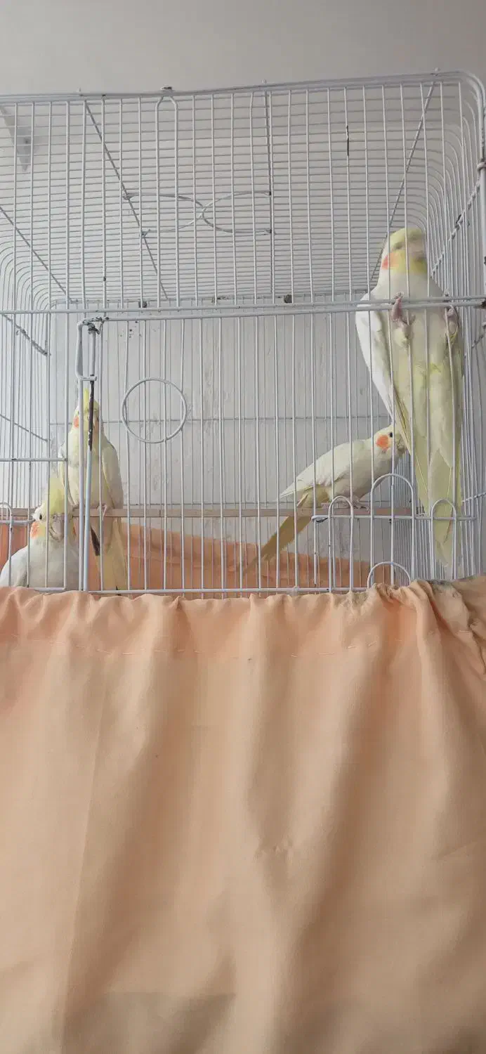 عروس هلندی|پرنده|اردبیل, |دیوار