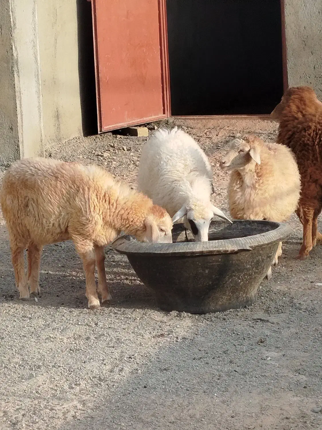 ۶عدد بره رومانف|حیوانات مزرعه|سبزوار, قصبه شرقی|دیوار