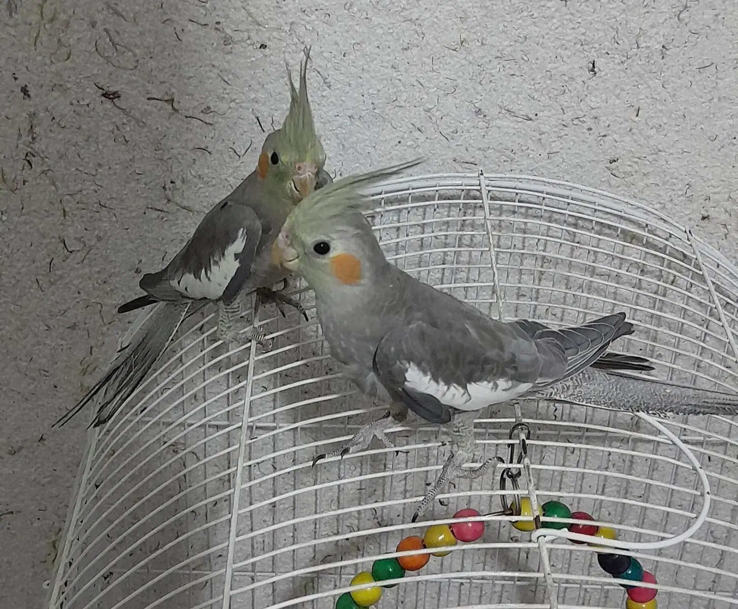 یک جفت عروس هلندی سینامون دستی و سخنگو|پرنده|اصفهان, کساره|دیوار