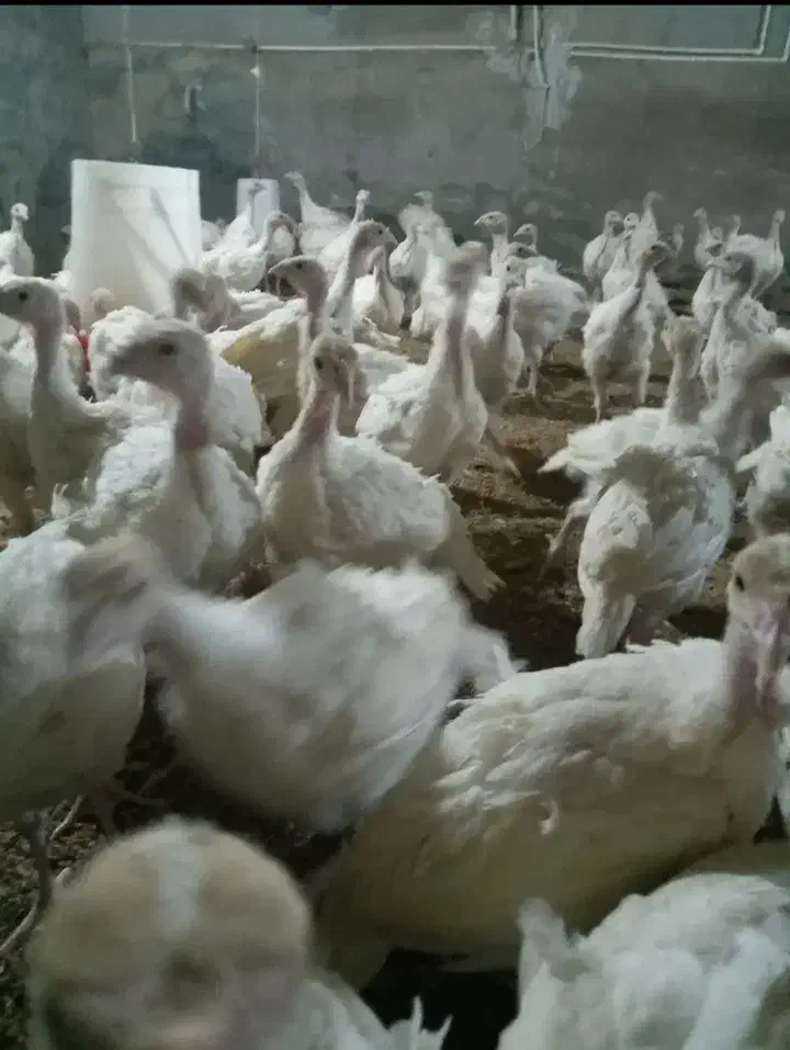 جوجه بوقلمون بیوتی۶فوق سنگین|حیوانات مزرعه|اقلید, |دیوار