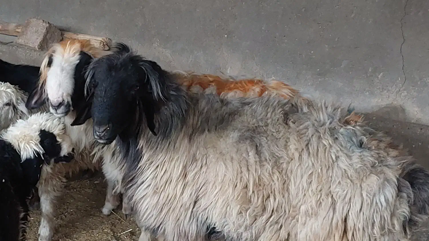 قوچ و شی شک قوچ وبز|حیوانات مزرعه|اندیمشک, |دیوار