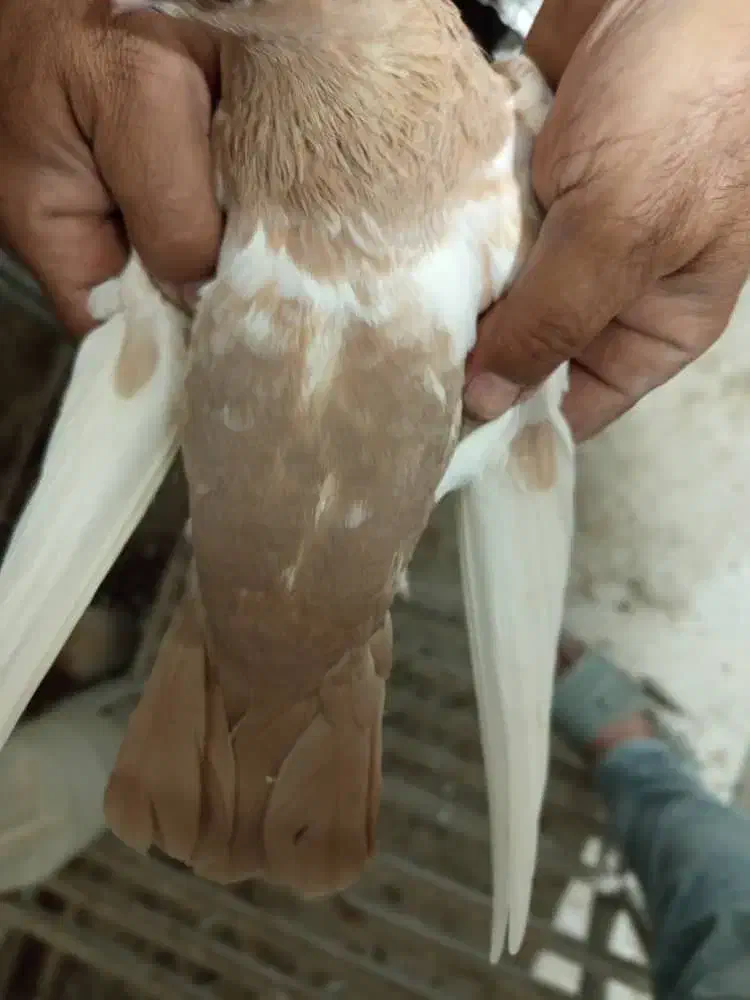 کبوتر ماده|پرنده|برازجان, |دیوار