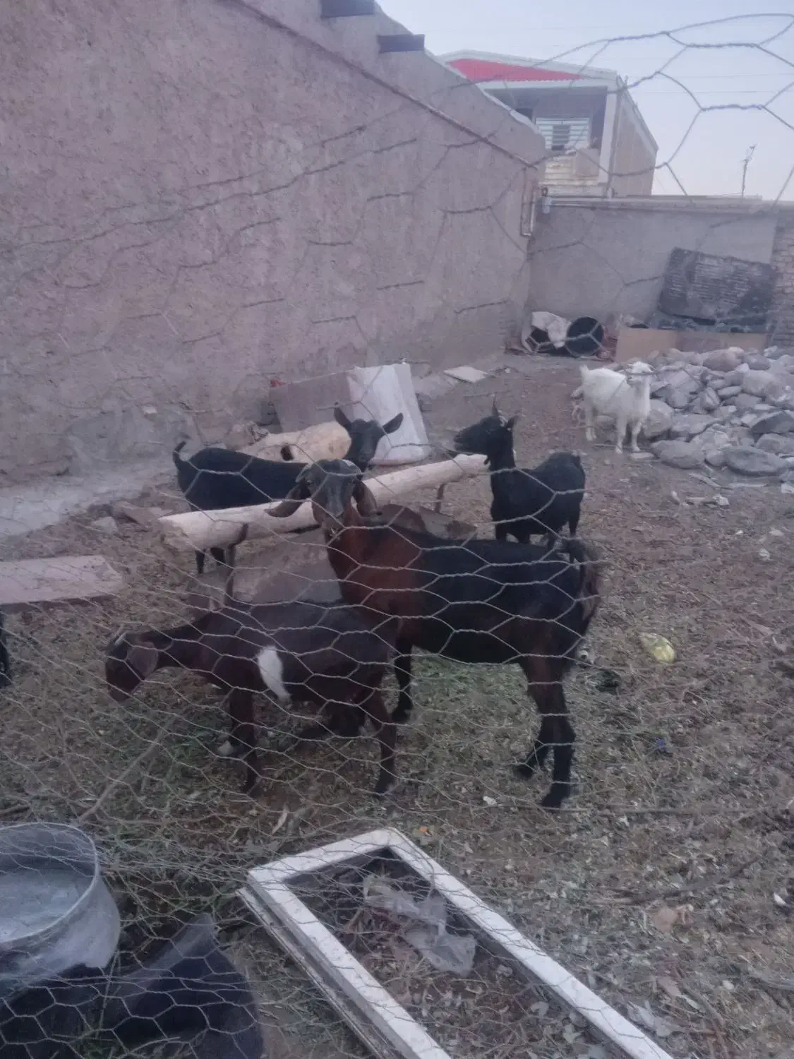 بز مور سیاه|حیوانات مزرعه|بافت, |دیوار