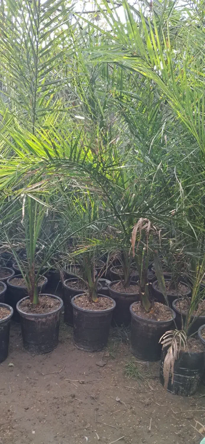 تولید گیاهان فضای سبز بیرونی در رشت|گل و گیاه طبیعی|رشت, حومه رشت|دیوار