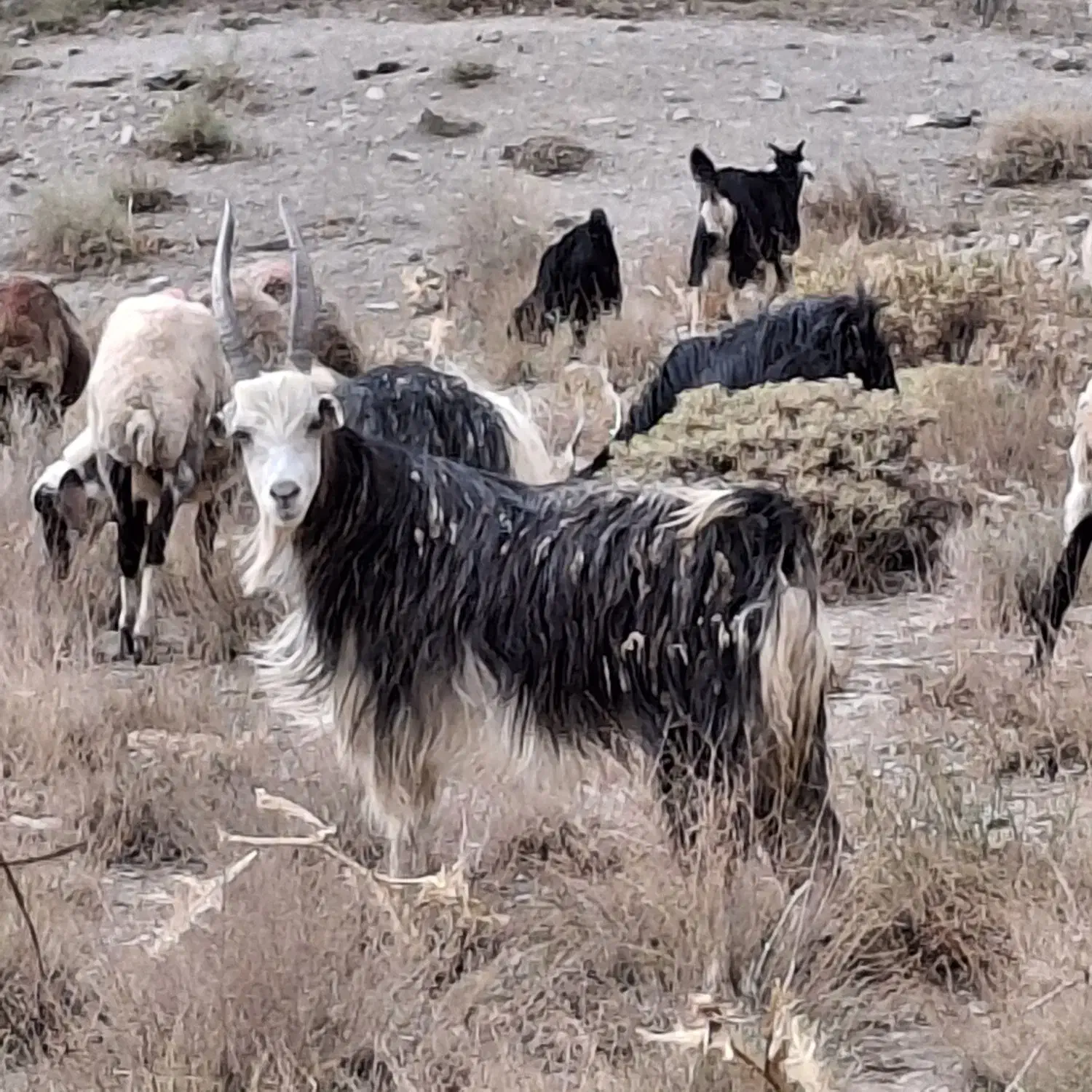 دوبر|حیوانات مزرعه|دلیجان, |دیوار